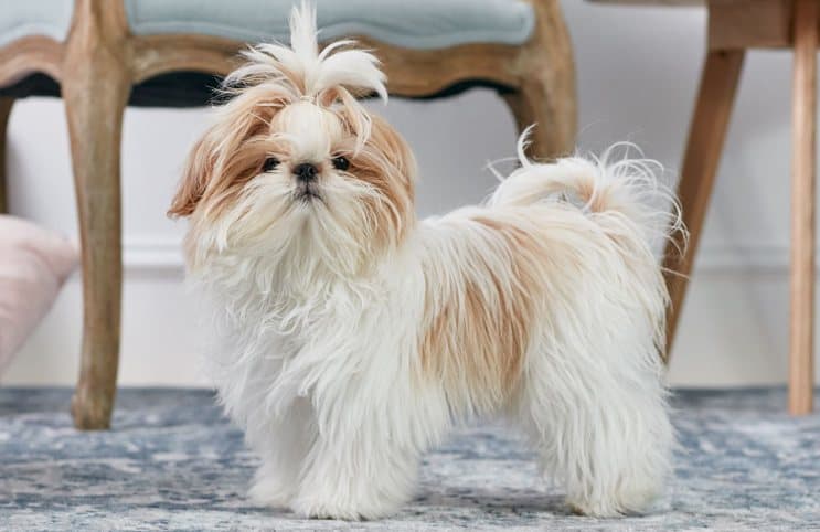 Il cagnolino che custodiva le stelle